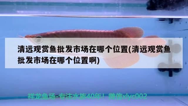 清远龙鱼vs清远水族批发市场vs清远水族馆vs清远鱼缸批发市场vs祥龙鱼场：清远龙鱼、水族批发市场、祥龙鱼场 祥龙鱼场各市分站 第4张