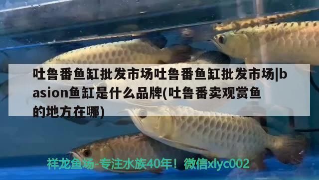 吐鲁番龙鱼vs吐鲁番水族批发市场vs吐鲁番水族馆vs吐鲁番鱼缸批发市场vs祥龙鱼场：吐鲁番地区的龙鱼交易市场 祥龙鱼场各市分站 第1张