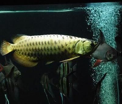 呼和浩特龙鱼vs呼和浩特水族批发市场vs呼和浩特水族馆vs呼和浩特鱼缸批发市场vs祥龙鱼场：呼和浩特水族批发市场 祥龙鱼场各市分站 第3张