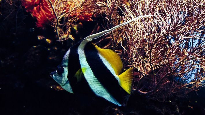 天津龙鱼vs天津水族批发市场vs天津水族馆vs天津鱼缸批发市场vs祥龙鱼场：天津地区的五个主要水产市场 祥龙鱼场各市分站 第3张