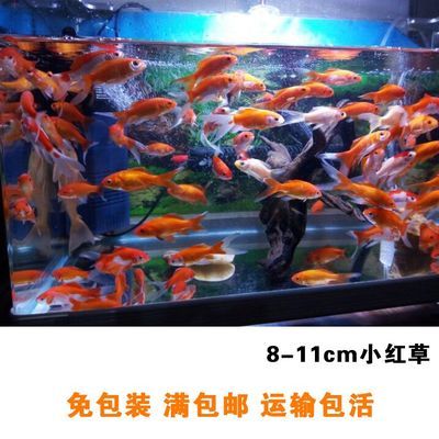 龙鱼掉眼会怎么样吗：龙鱼为什么会掉眼？ 水族问答