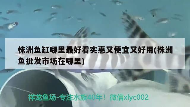 株洲龙鱼vs株洲水族批发市场vs株洲水族馆vs株洲鱼缸批发市场vs祥龙鱼场：株洲龙鱼、株洲水族批发市场、株洲鱼缸批发市场信息 祥龙鱼场各市分站 第5张