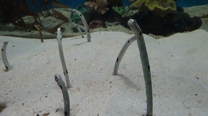 晋中龙鱼vs晋中水族批发市场vs晋中水族馆vs晋中鱼缸批发市场vs祥龙鱼场：晋中龙鱼与晋中水族批发市场、水族馆和鱼缸批发市场之间存在着显著的竞争关系 祥龙鱼场各市分站 第4张