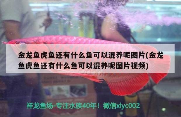 惠州龙鱼vs惠州水族批发市场vs惠州水族馆vs惠州鱼缸批发市场vs祥龙鱼场：惠州水族市场发展趋势 祥龙鱼场各市分站 第5张