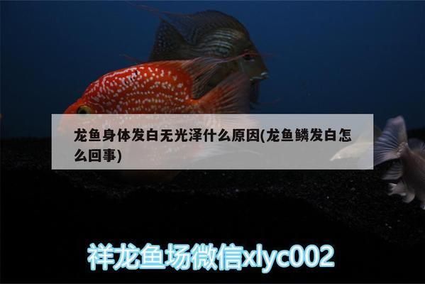 龙鱼鳞发白怎么回事vs祥龙鱼场：龙鱼鳞片发白可能由多种因素引起 vs祥龙鱼场 第3张