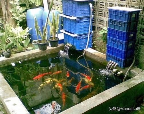 龙鱼掉眼怎么回事：-治疗龙鱼掉眼有哪些症状需要关注 水族问答 第2张