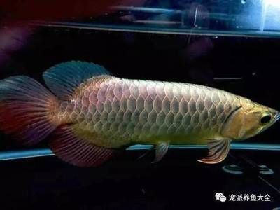 龙鱼掉眼怎样治疗最好的方法：龙鱼掉眼怎么办 水族问答 第1张