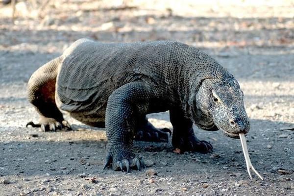 龙鱼都喂什么食物长得快些：关于龙鱼饲养的疑问 水族问答 第2张