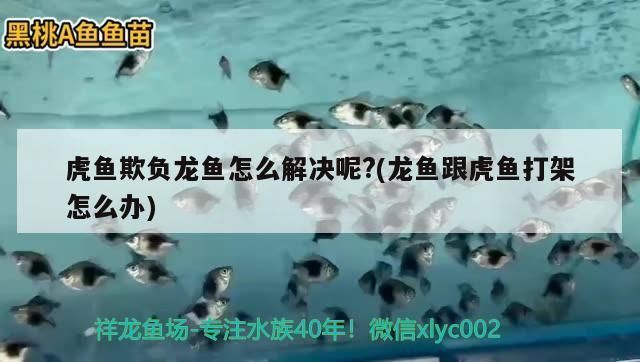 龙鱼欺负虎鱼怎么办vs祥龙鱼场：龙鱼攻击虎鱼的原因及种类 vs祥龙鱼场 第2张