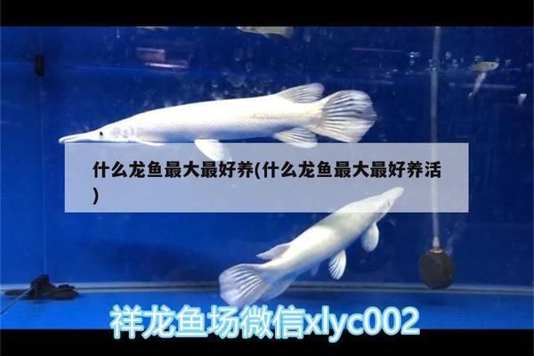 龙鱼兜嘴手术后多长时间长好：龙鱼兜嘴手术后多久能够恢复 水族问答 第2张