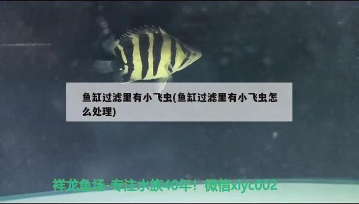 龙鱼箭虫用什么药vs祥龙鱼场：祥龙鱼场的疾病预防龙鱼常见病及防治龙鱼的危害 vs祥龙鱼场 第4张