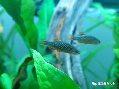 龙鱼兜嘴照片 对比：关于龙鱼兜嘴的问题 水族问答 第2张