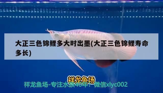 龙鱼肚子鼓起来了怎么办：龙鱼肚子鼓起来怎么办？ 水族问答 第1张