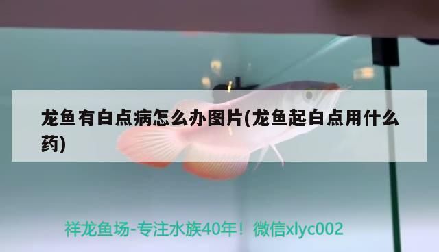 龙鱼身上长白点怎么办啊vs祥龙鱼场：如何预防龙鱼得白点病