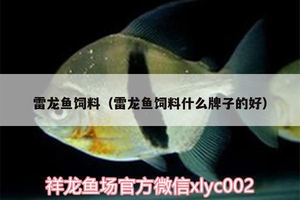 雷龙鱼的食物：雷龙鱼喂食量控制方法雷龙鱼喂食量控制方法 龙鱼百科 第1张