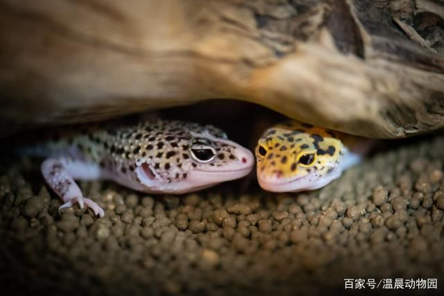 龙鱼多大开始长珠鳞：龙鱼从多大开始长珍珠鳞片 水族问答 第2张