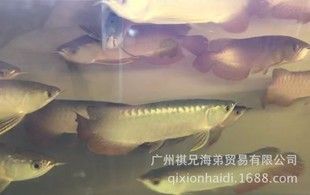 高背金龙鱼价格多少钱一只：高背金龙鱼价格一般在1500-2000元左右 龙鱼百科 第5张