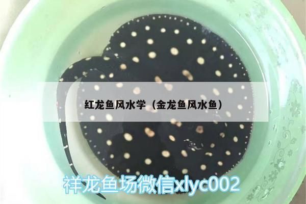 金龙鱼红龙鱼的风水作用与禁忌：如何根据风水原则选择金龙鱼 龙鱼百科 第2张