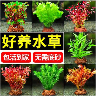 银龙鱼缸内植物配置：银龙鱼缸内植物布局设计 龙鱼百科 第1张