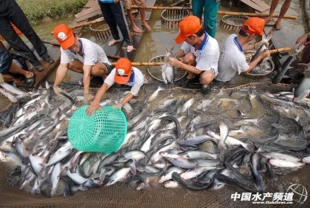 龙鱼多久长到50公分：如何确保龙鱼的生长速度 水族问答 第2张