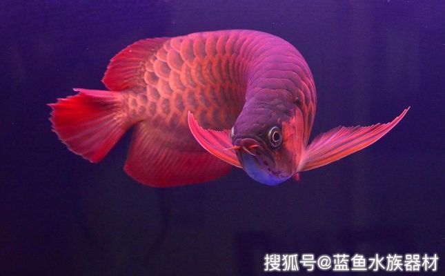 龙鱼全身立鳞vs祥龙鱼场：龙鱼全身立鳞怎么办 vs祥龙鱼场 第5张