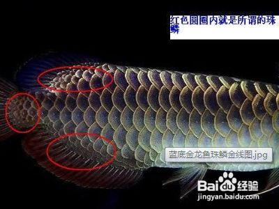 金龙鱼种类怎样区分的：如何区分金龙鱼品种 龙鱼百科 第3张