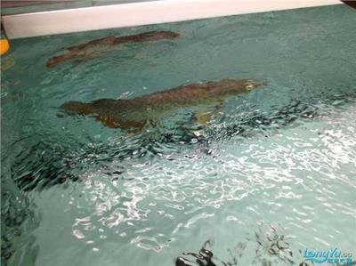 龙鱼饿几天就会死掉吗：如何判断龙鱼是否因饥饿而死亡 水族问答 第1张