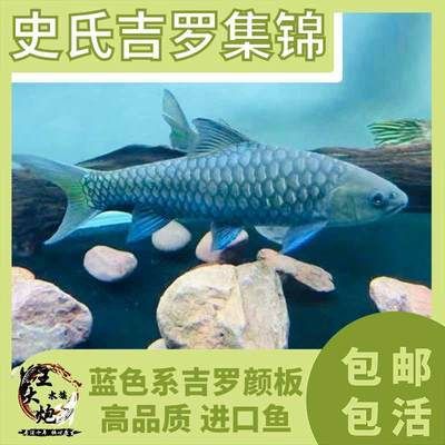 缅甸黑纹吉罗鱼：缅甸黑纹吉罗鱼价格 吉罗鱼批发 第2张