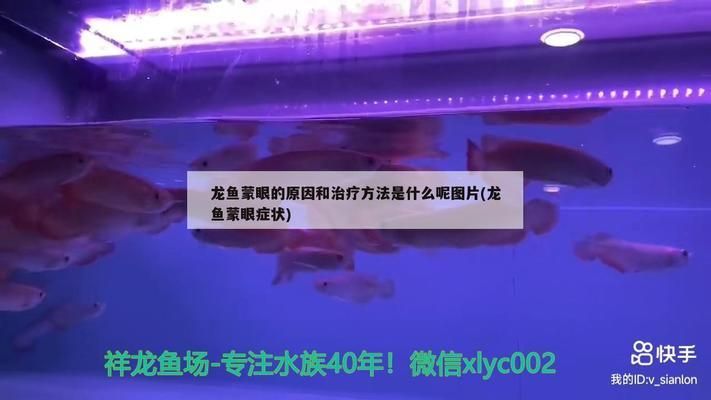 龙鱼蒙眼用青霉素可以吗vs祥龙鱼场：青霉素治疗龙鱼蒙眼病 vs祥龙鱼场 第13张