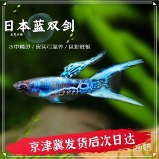 蓝彩虹吉罗鱼：吉罗鱼的生活习性吉罗鱼的市场价格 吉罗鱼批发 第4张