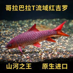 蓝似丘吉罗鱼：蓝似丘吉罗鱼的市场价格 吉罗鱼批发 第2张