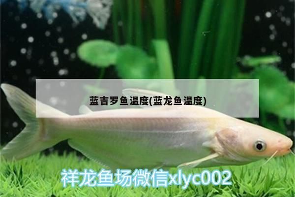 蓝似丘吉罗鱼：蓝似丘吉罗鱼的市场价格 吉罗鱼批发 第1张