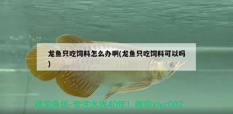 龙鱼喂活食不吃鱼食怎么办vs祥龙鱼场：如何自制龙鱼饲料 vs祥龙鱼场 第16张