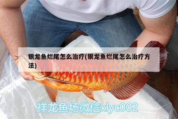 龙鱼烂尾怎么治疗最快vs祥龙鱼场：如何最快治疗龙鱼烂尾