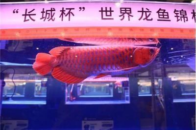 龙鱼风水有什么关系和寓意吗：关于龙鱼风水的问题 水族问答 第1张