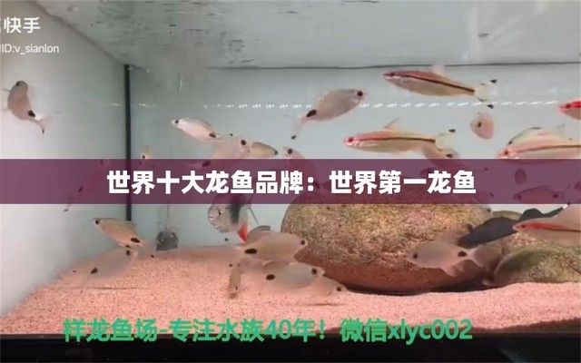 世界十大龙鱼品牌：世界十大龙鱼品牌排行榜高端水族箱品牌排行榜 龙鱼百科 第3张