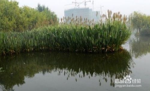 龙鱼浮出水面咬空气：龙鱼为什么会浮出水面去咬空气？ 水族问答 第2张