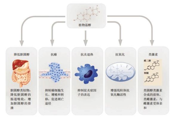 金龙鱼价格表2023最新版：10公分金龙鱼价格表 龙鱼百科 第3张