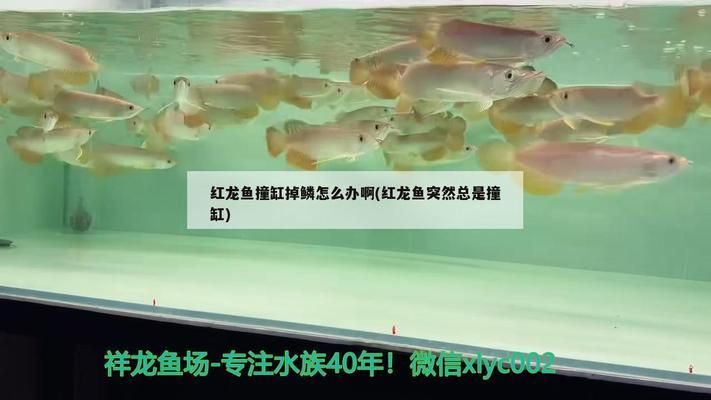 龙鱼突然撞缸,鳞片掉了还能活吗怎么回事vs祥龙鱼场：如何判断龙鱼健康状况