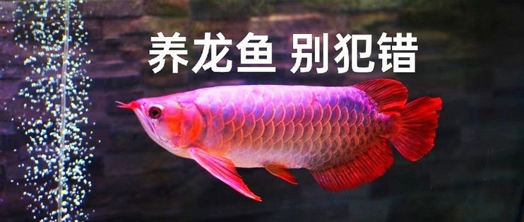 龙鱼啥时候喂好vs祥龙鱼场：祥龙鱼场龙鱼饲料选择指南如何判断龙鱼饱食龙鱼饱食 vs祥龙鱼场 第5张