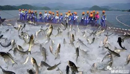 龙鱼腹胀：如何预防和治疗龙鱼腹胀问题 水族问答