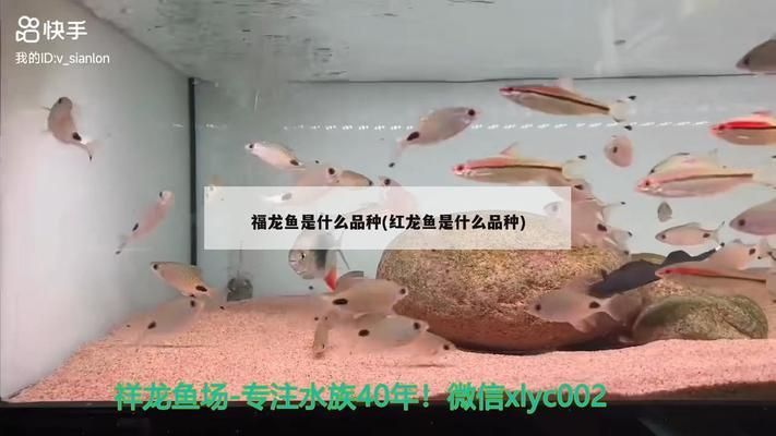 福龙鱼是什么品种的鱼：福龙鱼的养殖技巧有哪些