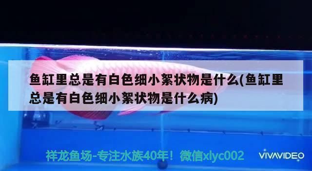 龙鱼尾巴长刺状物有毛怎么回事vs祥龙鱼场：如何治疗龙鱼尾部疾病 vs祥龙鱼场 第5张