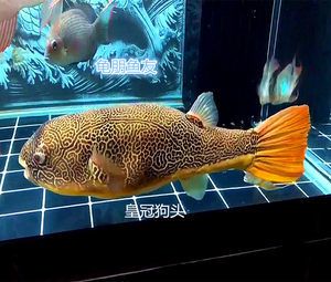 龙鱼刚出生多大了：龙鱼从孵化到成年需要多久的时间？ 水族问答 第2张