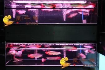 龙鱼刚出生多大了可以繁殖：如何判断龙鱼的繁殖成功率？ 水族问答 第2张