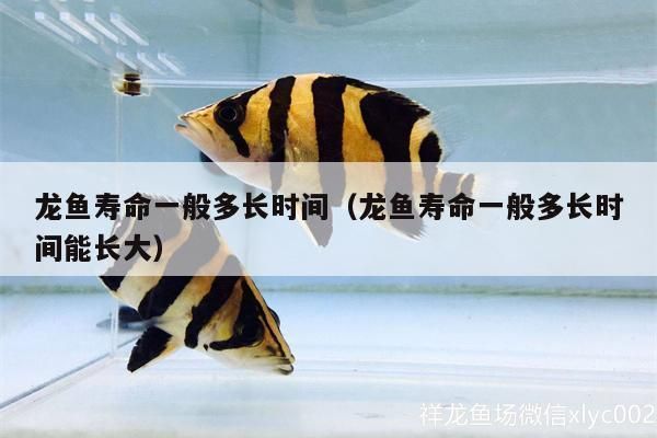 蓝龙鱼好不好养活：新手鱼友适合养哪些观赏鱼 龙鱼百科 第5张