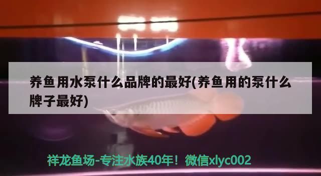 龙鱼水泵什么牌子好一点vs祥龙鱼场：祥龙水泵品牌对比评测 vs祥龙鱼场 第2张