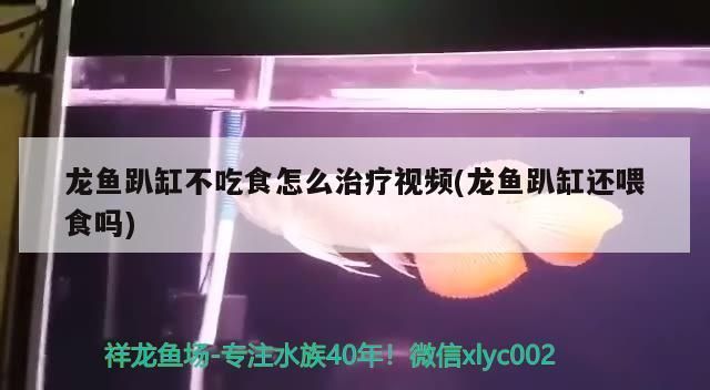 龙鱼趴缸还喂食吗为什么vs祥龙鱼场：如何判断龙鱼健康状况 vs祥龙鱼场 第3张