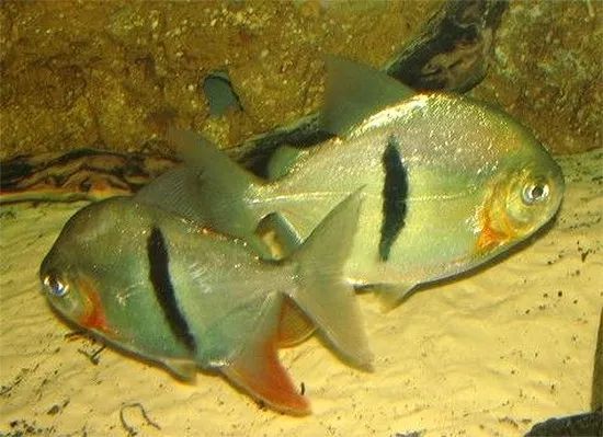 龙鱼缸1.2米：1.2米长的龙鱼缸能装多大水？ 水族问答 第1张