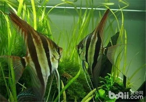 龙鱼缸ph多少合适：-理想的ph值应在6.5至7.5之间 水族问答 第1张